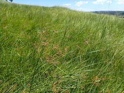 Image de Fimbristylis complanata (Retz.) Link