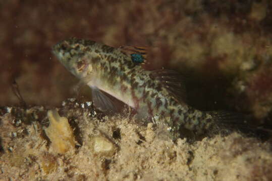 Image of Compressed goby