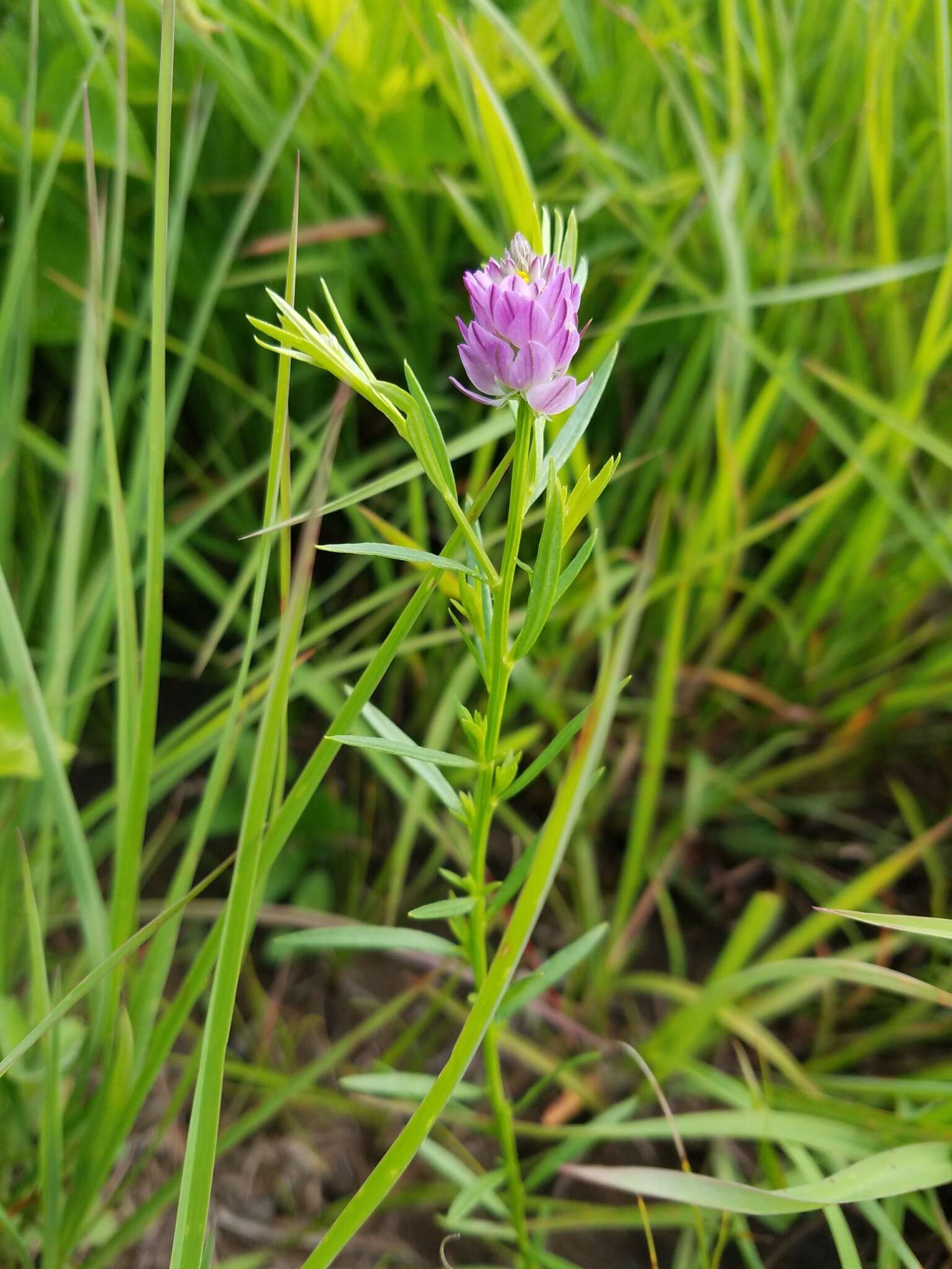 Image of blood milkwort