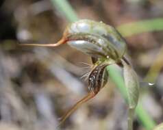 Image of Pterostylis spathulata M. A. Clem.