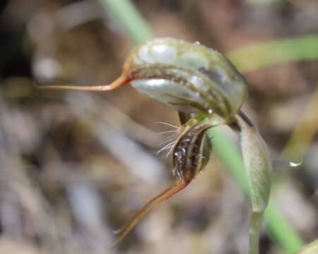 Image of Pterostylis spathulata M. A. Clem.