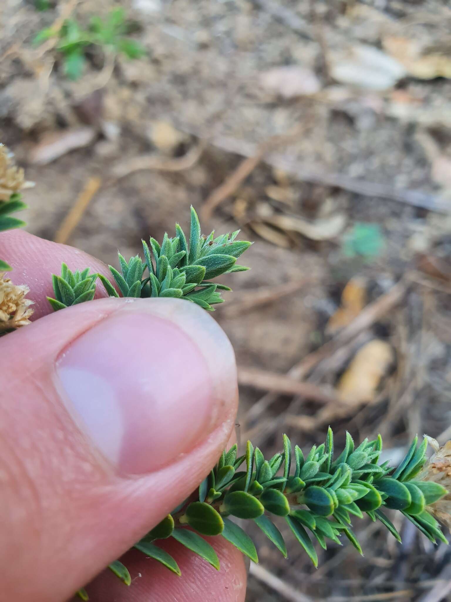 Image of Pimelea acra C. J. Burrows & de Lange