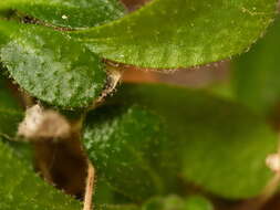 Image of Arabis stellulata Bertol.