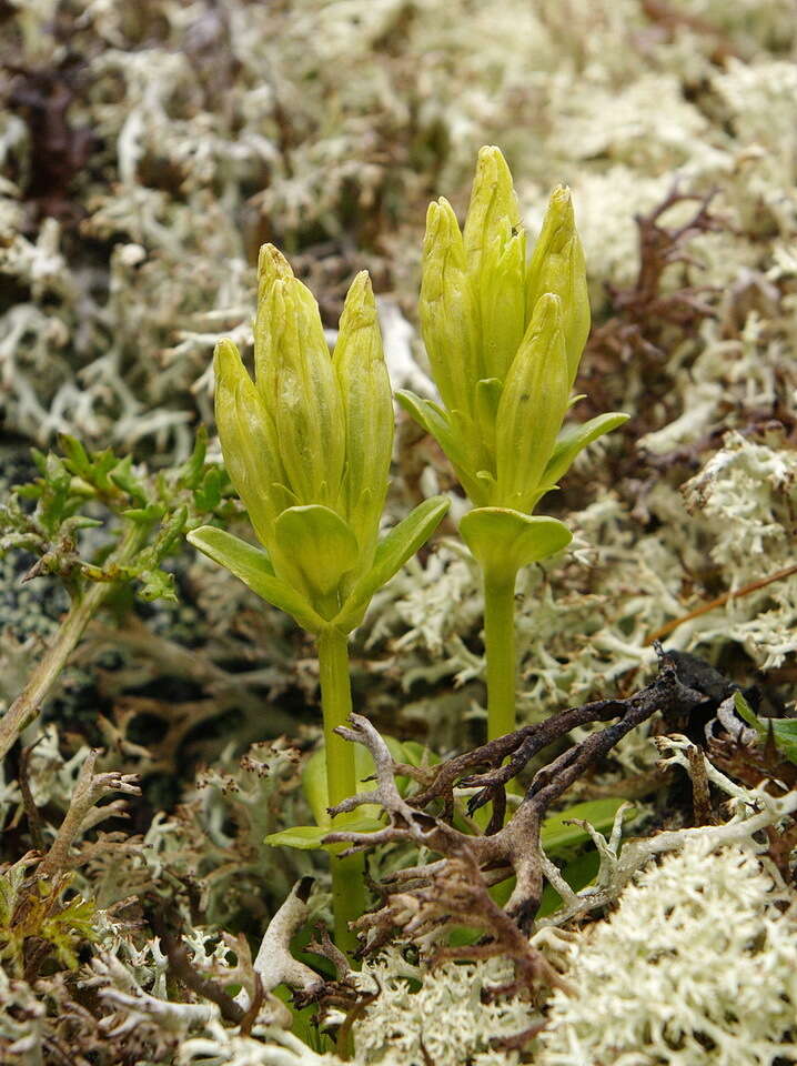 صورة Gentiana glauca Pall.