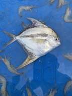 Image of American Harvestfish