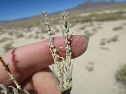 Plancia ëd Neokochia americana (S. Watson) G. L. Chu & S. C. Sand.