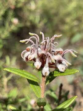 Image of Grevillea phylicoides R. Br.