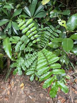 Image de Zanthoxylum integrifoliolum (Merr.) Merr.