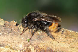 Image of Bombus quadricolor (Lepeletier 1832)