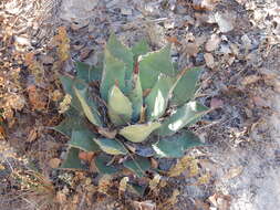 Image of Agave flexispina Trel.