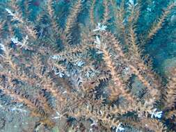 Image of Acropora awi Wallace & Wolstenholme 1998