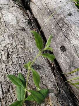 Image of Cerastium pauciflorum Stev. ex Ser.