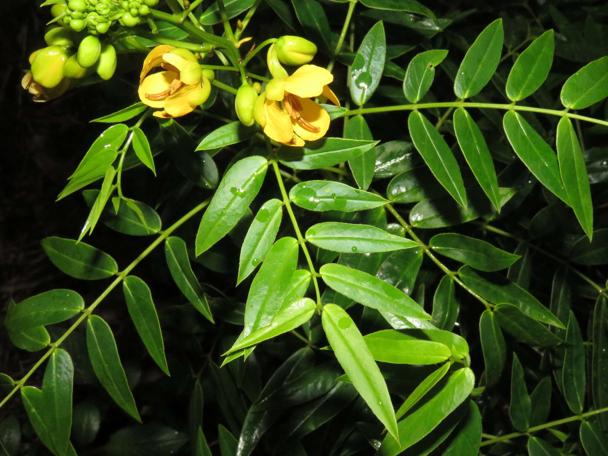 Image of privet senna