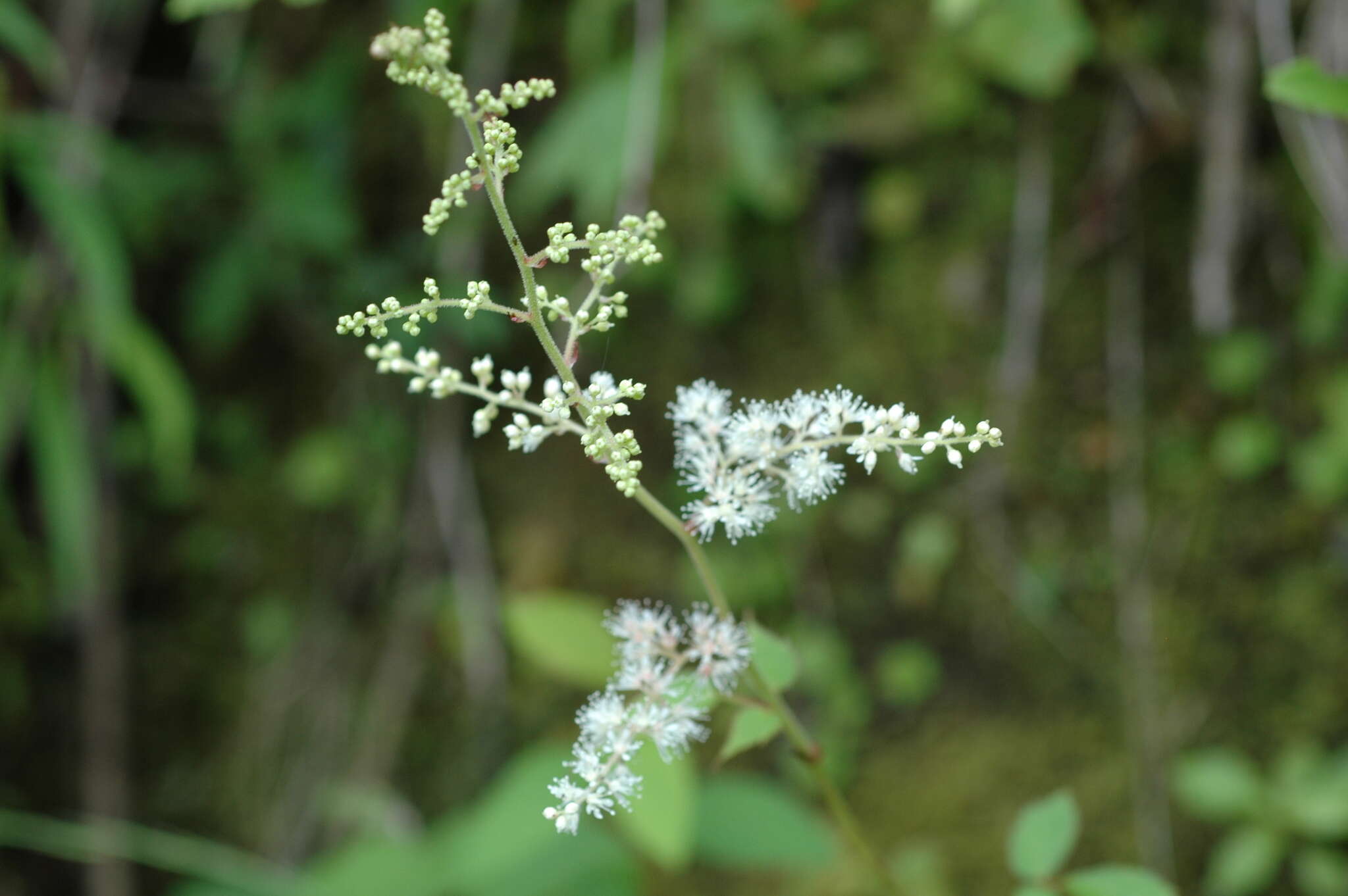 Image de Astilbe longicarpa (Hayata) Hayata