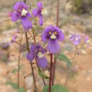 Image of Diascia alonsooides Benth.