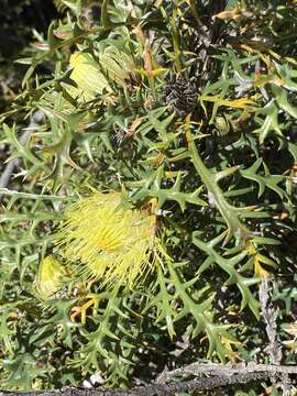 Image of Banksia purdieana (Diels) A. R. Mast & K. R. Thiele