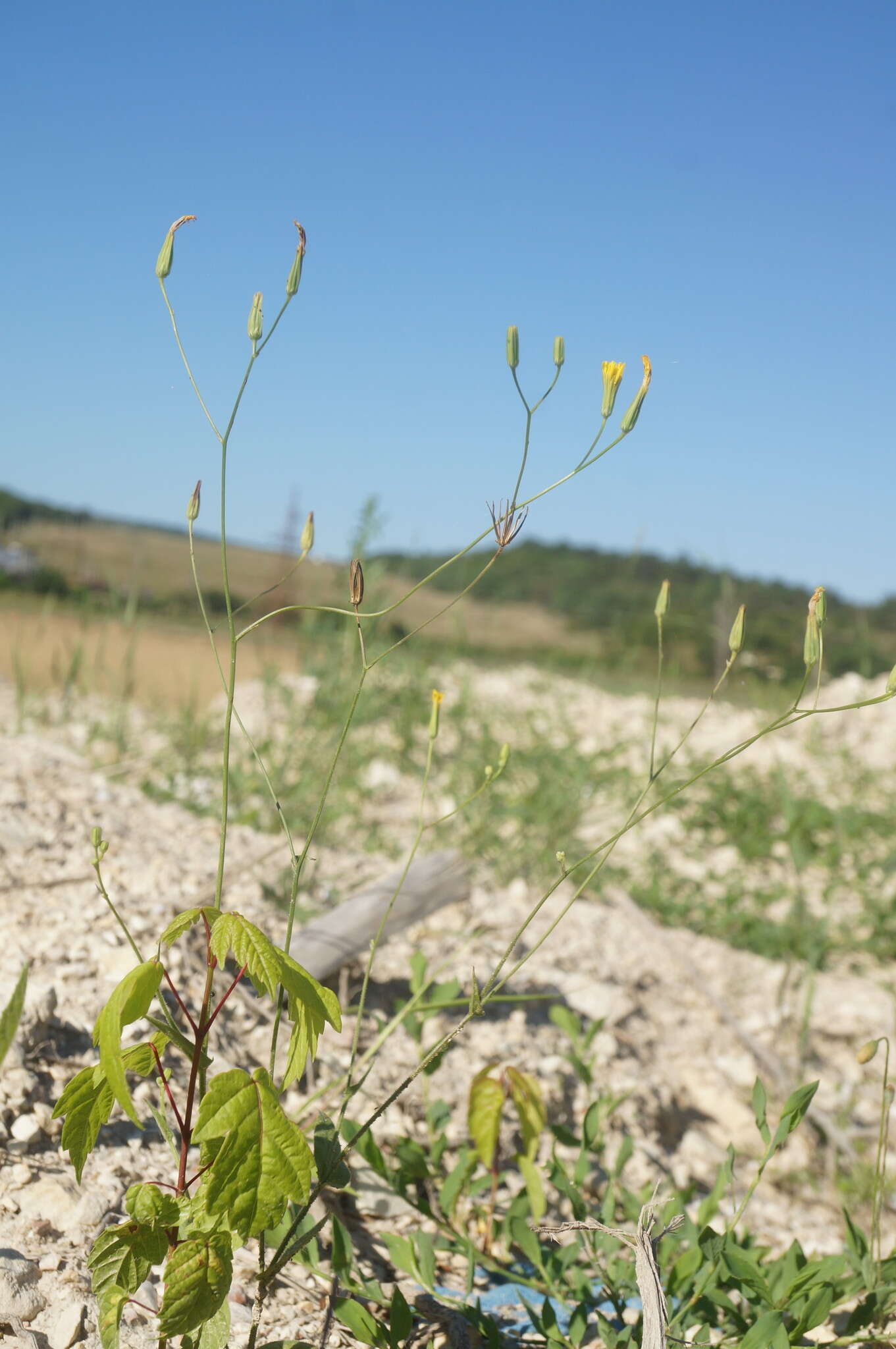 Image of smallflower hawksbeard