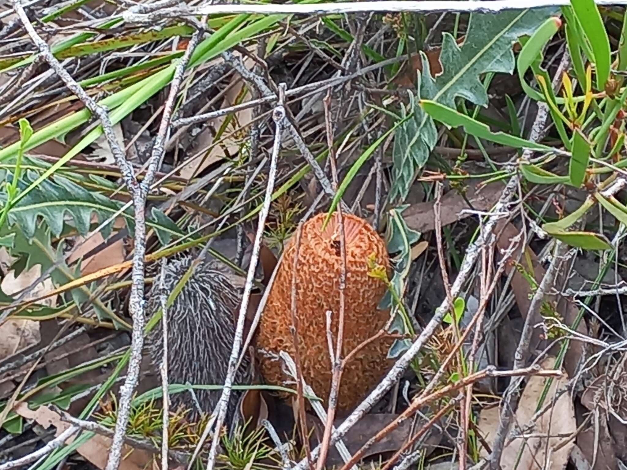 Image of Prostrate Banksia