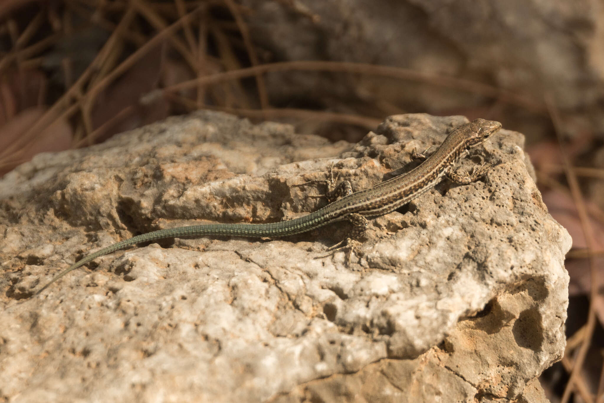 Image of Podarcis cretensis (Wettstein 1952)