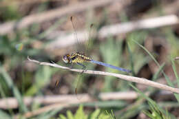 Image of Dark-shouldered Skimmer