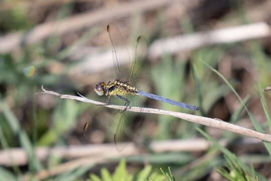 Image of Dark-shouldered Skimmer