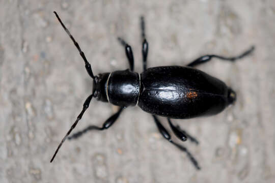 Image of Long-horned beetle