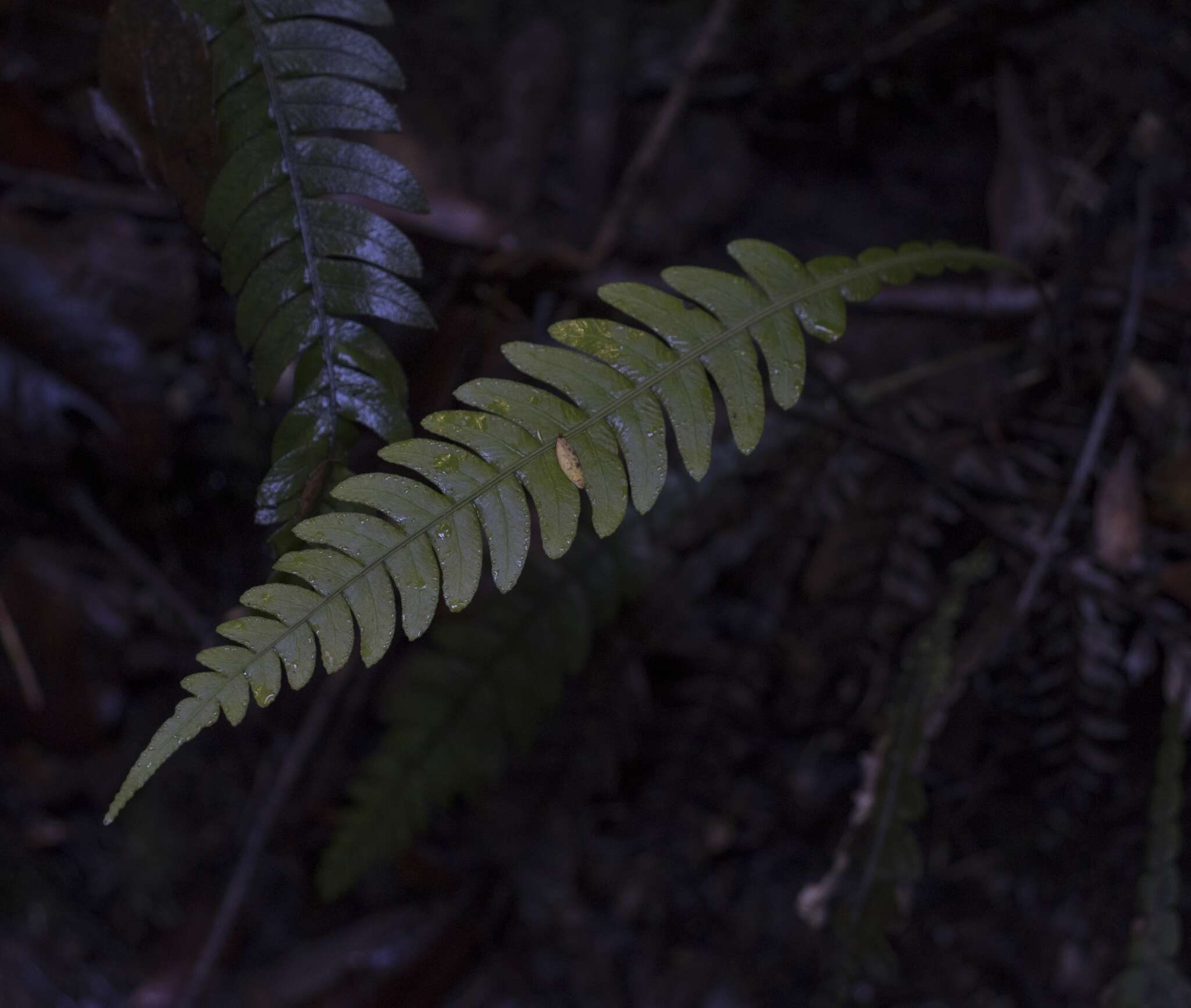 Sivun Austroblechnum lechleri subsp. lechleri kuva