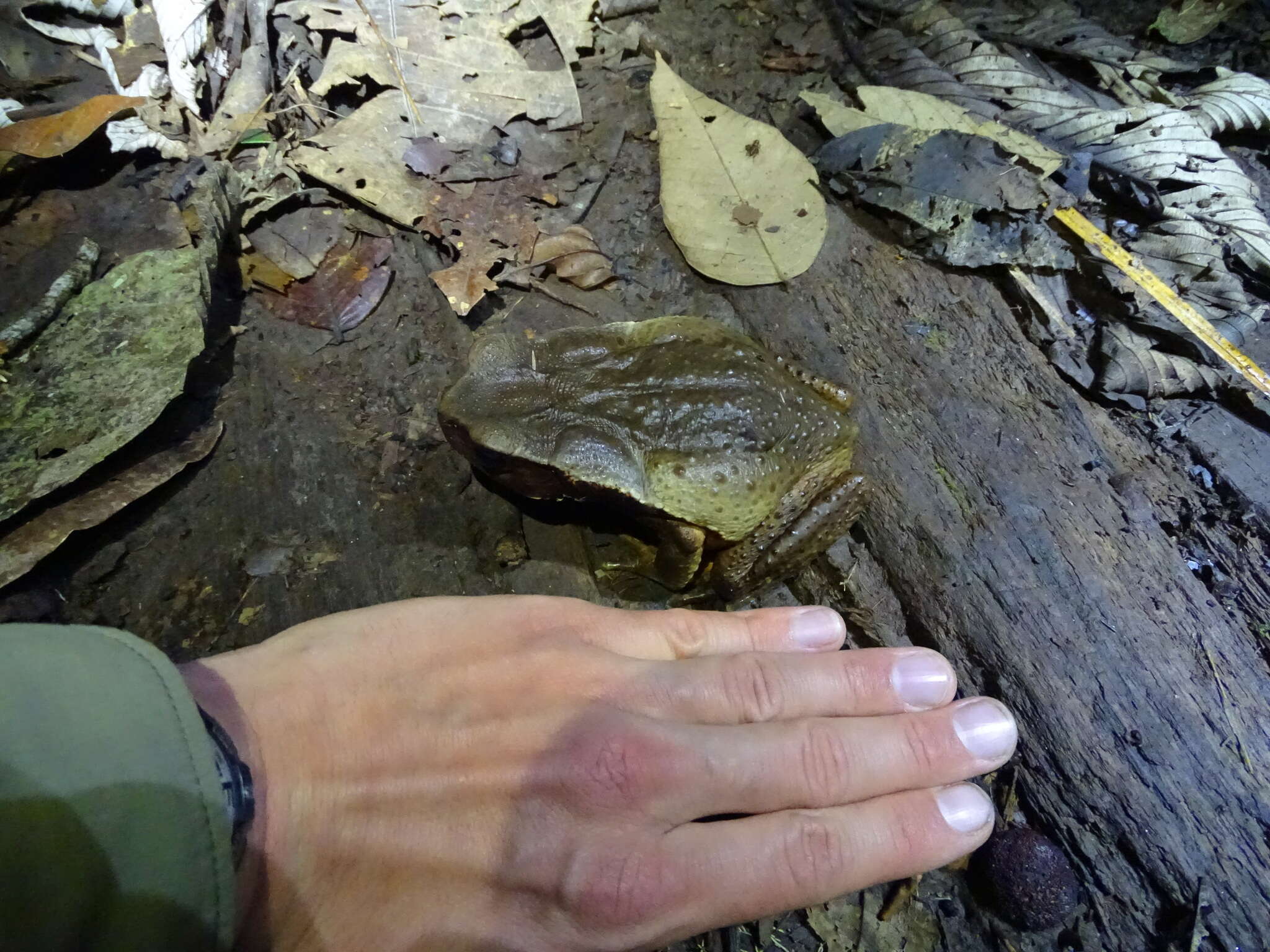 Image of Rhaebo ecuadorensis Mueses-Cisneros, Cisneros-Heredia & McDiarmid 2012