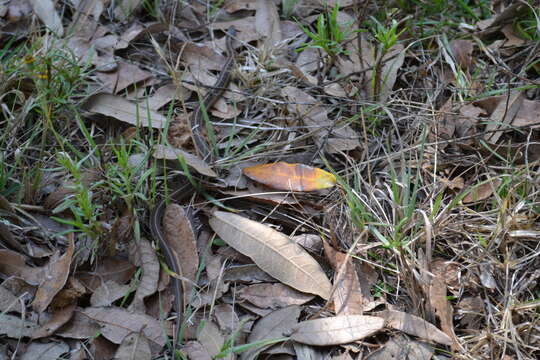 Image of Longtail Alpine Garter Snake