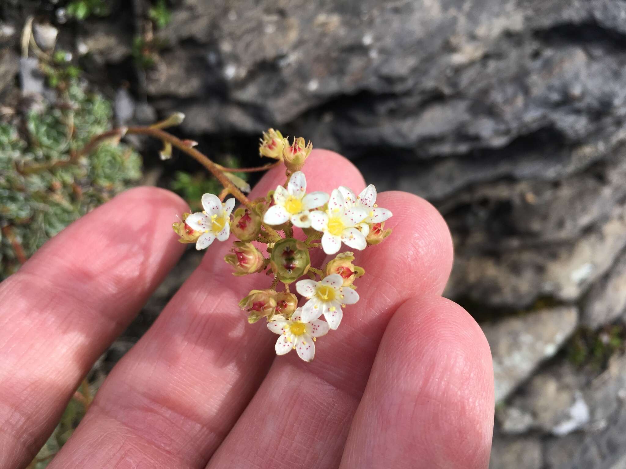 Image of Livelong Saxifrage