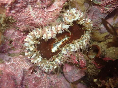 Image of Sand anemone