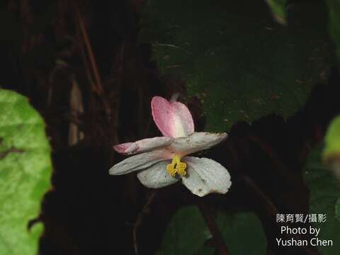 Image of Begonia pinglinensis C. I Peng