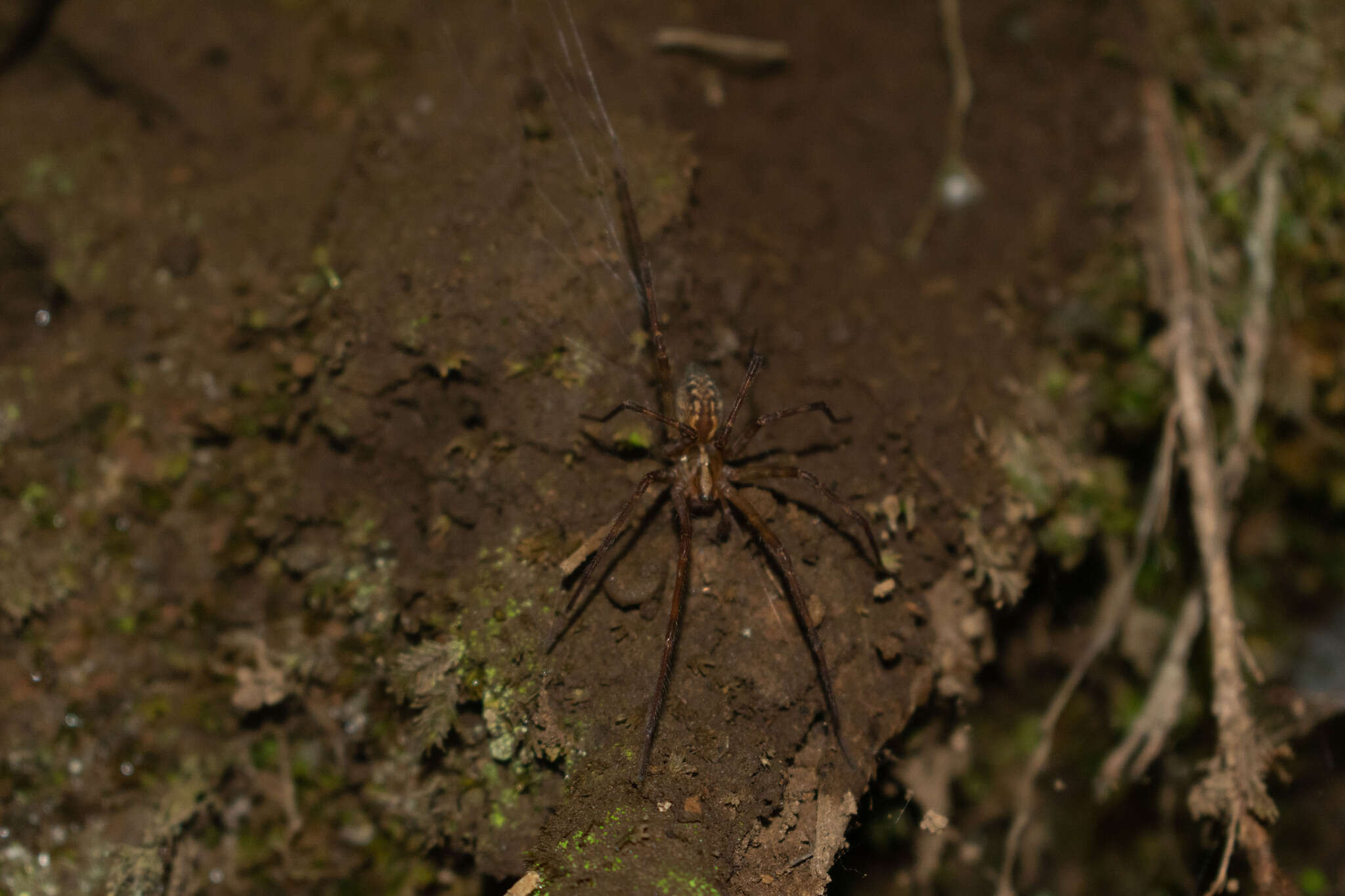 Image of Eratigena inermis (Simon 1870)