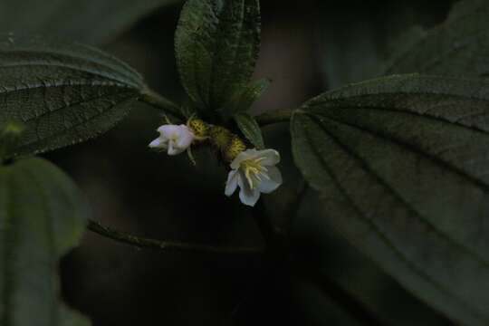 Sivun Melastoma cyanoides Sm. kuva