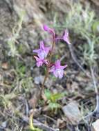 Image of Four-spotted Orchis