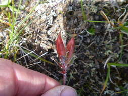 Image of Oxytropis anertii Nakai