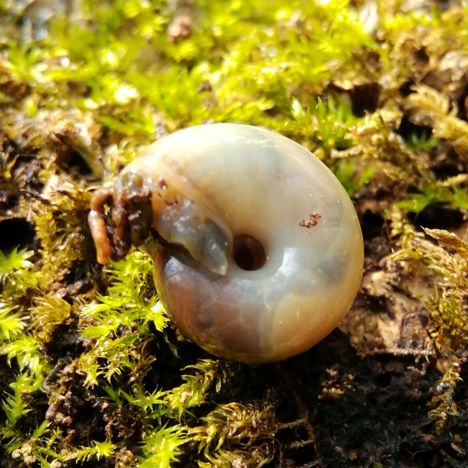 Image of Cellar glass-snail