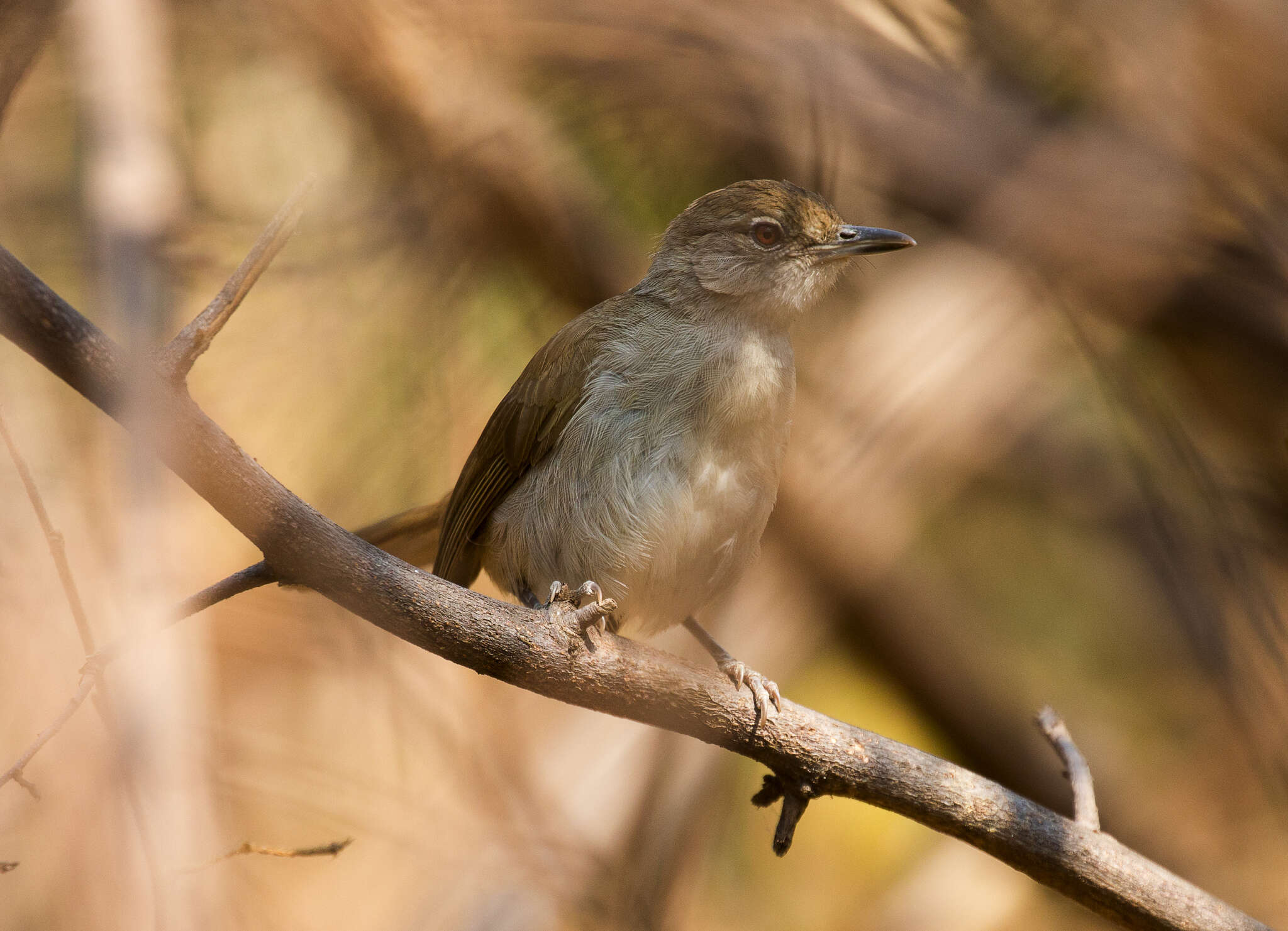 Image of Terrestrial Brownbul