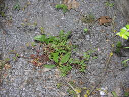 Image of Geranium purpureum Vill.