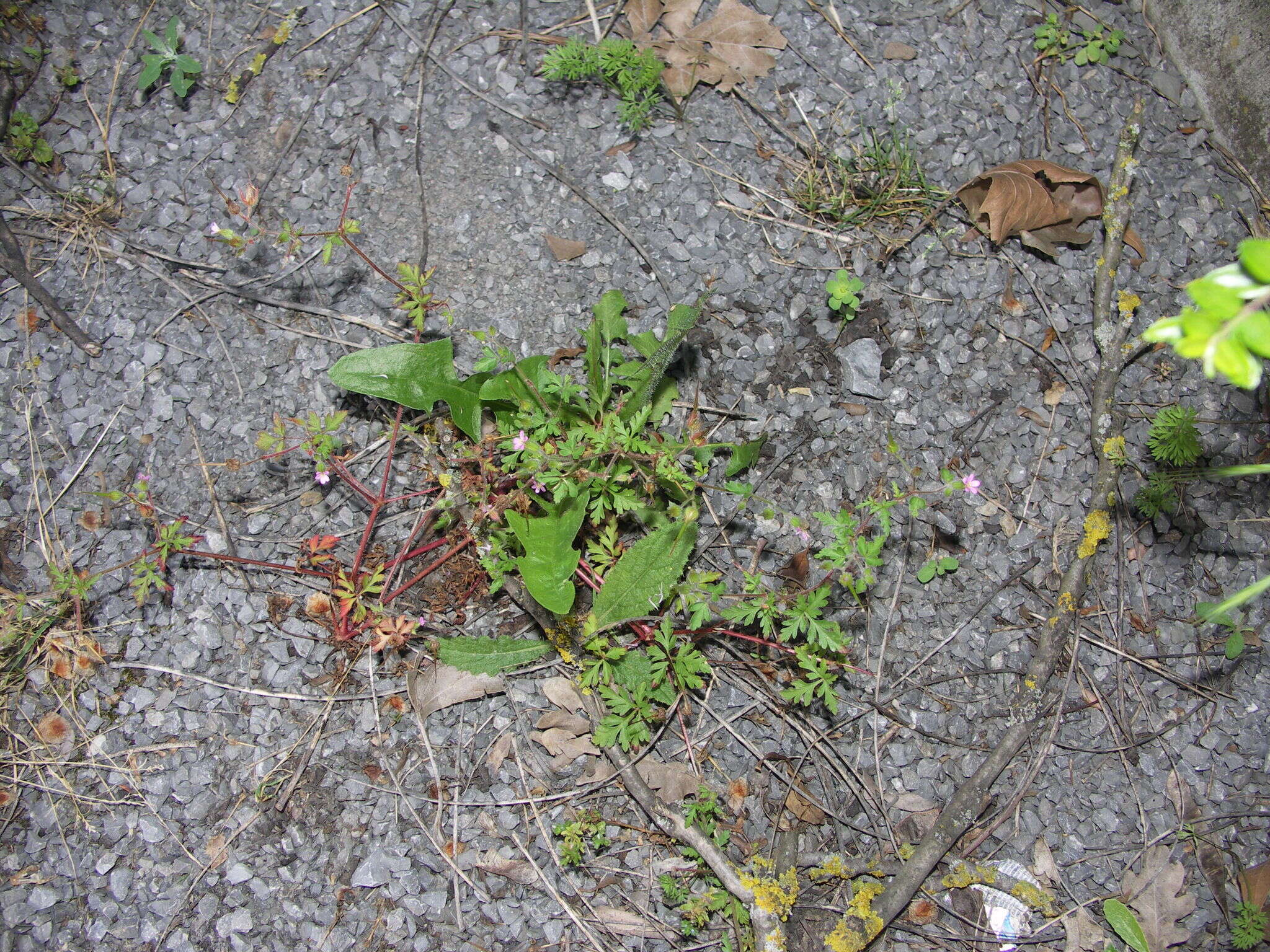 Image of Geranium purpureum Vill.