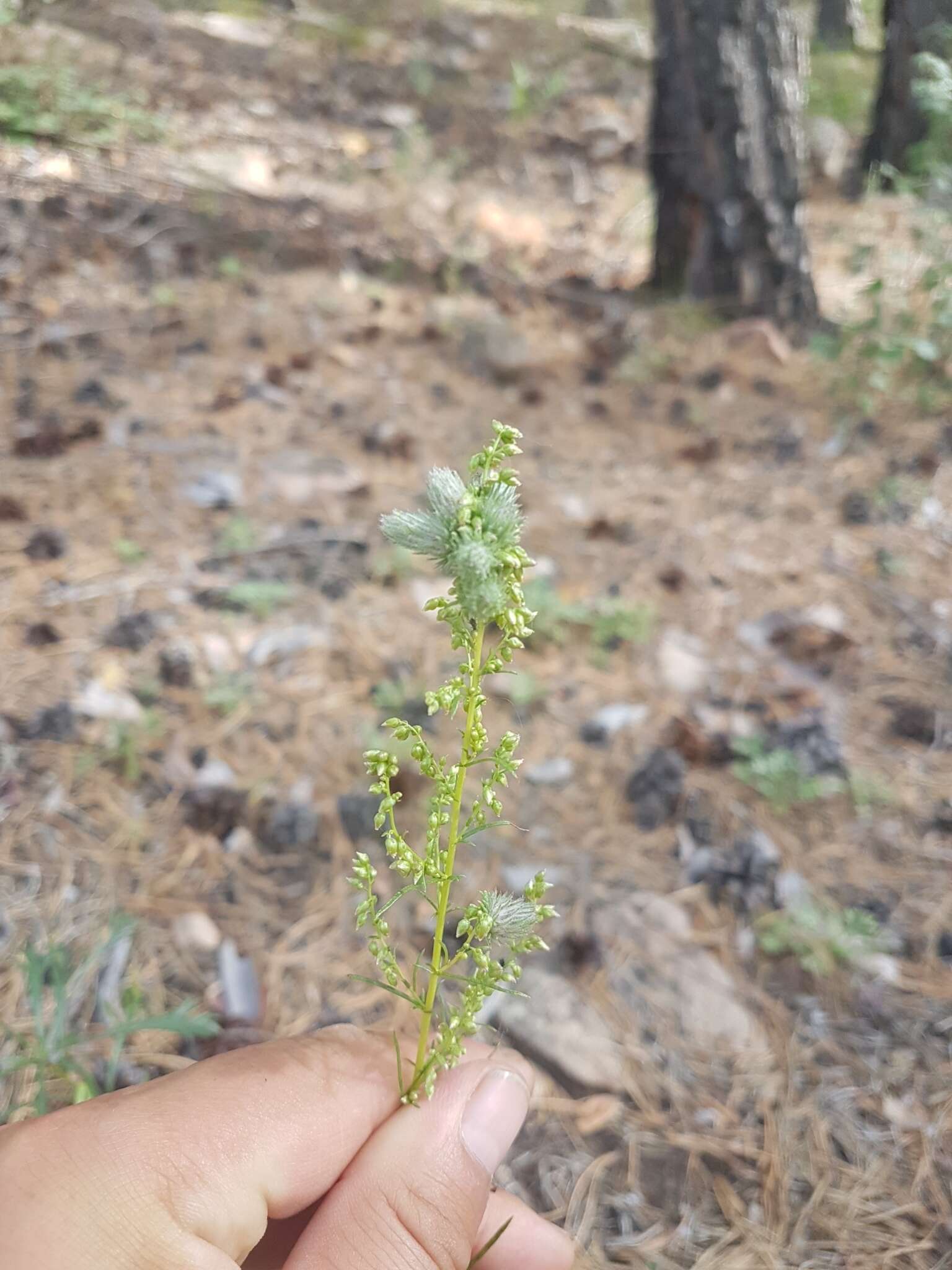 Image of Artemisia desertorum Spreng.