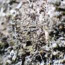 Image of dimple lichen