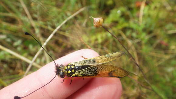 Image of Libelloides longicornis (Linnaeus 1764)