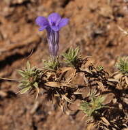 Image of Aptosimum albomarginatum Marl. & Engl.