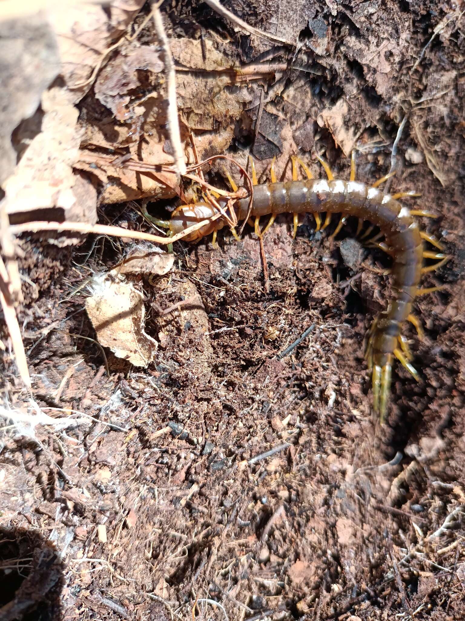 Scolopendra pomacea C. L. Koch 1847 resmi