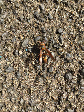 Image of Polistes nipponensis Perkins 1905