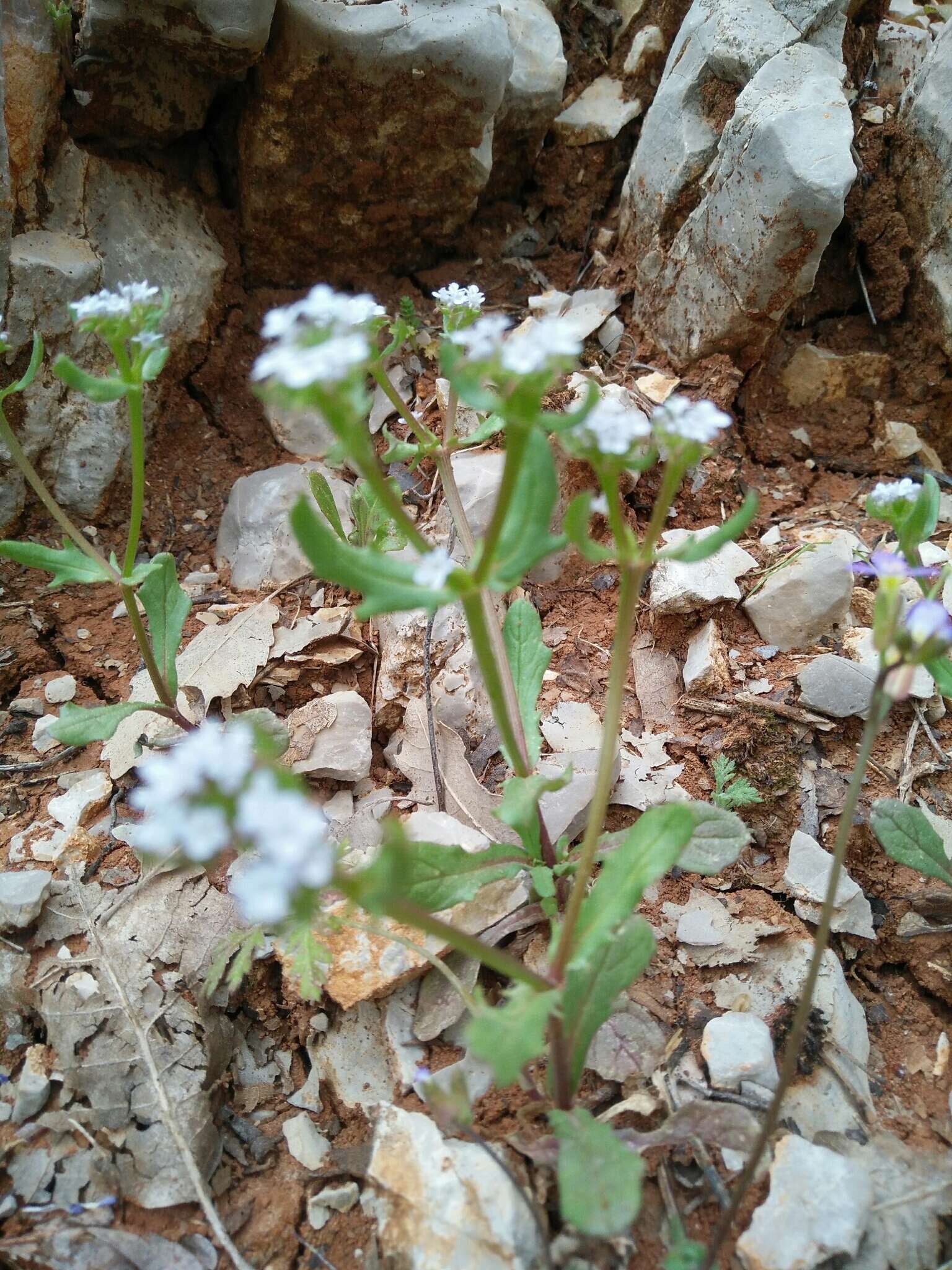 Image of Valerianella echinata (L.) DC.