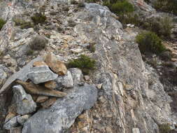 Image of Cape Girdled Lizard