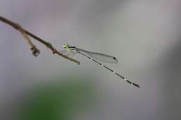 Image of Protosticta ponmudiensis Kiran, Kalesh & Kunte 2015