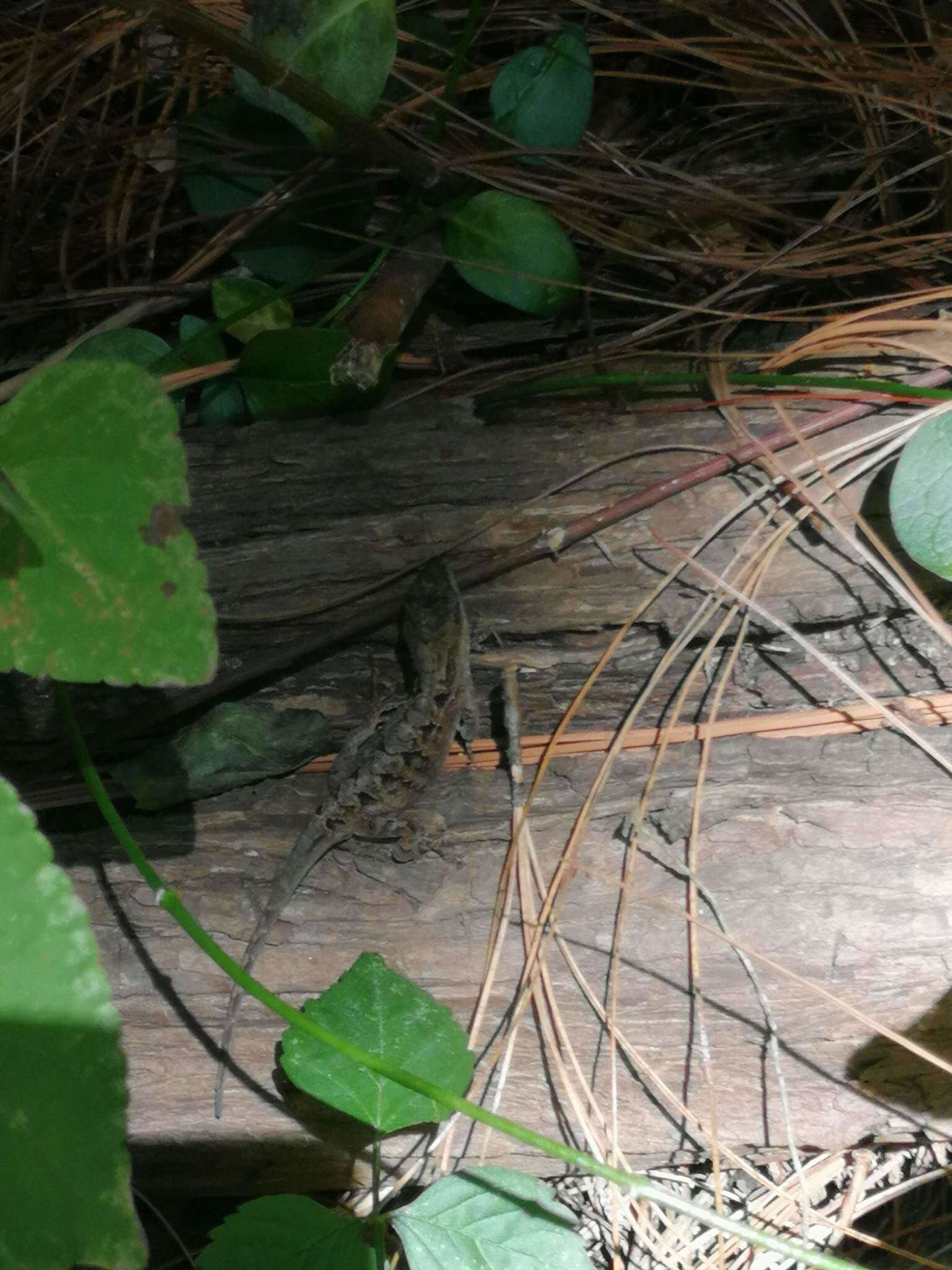 Image of Chiapas Ornate Anole